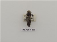 藏品(叩頭蟲(1))的圖片